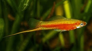 Xiphophorus hellerii quotYucatanquot Günter Daul 1975  Wild Swordtail breeding colony ᴴᴰ [upl. by Attenor]