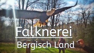 Falknerei im Bergische Land in Remscheid  httpwwwfalknereibergischlandde geniale Show [upl. by Jess]