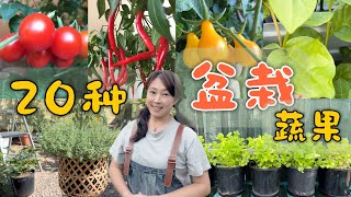 【种植106】20种可以种在花盆里的蔬果  20 kinds of vegetables and fruits that can grow in pots [upl. by Enoch]