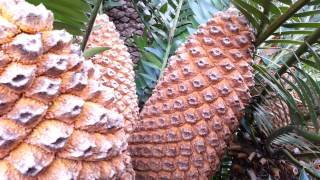 Encephalartos Lebomboensis  Lebombo cycad Fruiting stalk HD 03 [upl. by Atews298]