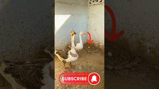 Ducks 🦆Kay cage main bhi nest🪺Anda🥚 kab ayega❓😔 viralvideo minivlog ducks birds [upl. by Lyman913]