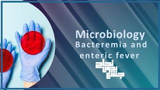 L1 Bacteremia salmonella and enteric fever Micro [upl. by Erasmus120]