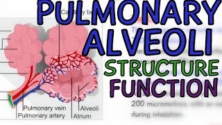 Pulmonary Alveolus  Alveoli of the Lungs  Explained in 5 minutes [upl. by Hanavas]