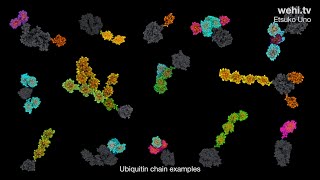 Ubiquitin and Parkinsons Disease 2021 by Etsuko Uno wehitv [upl. by Endo746]