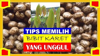 TIPS MEMILIH BIBIT KARET UNGGULDUNSAKA194 [upl. by Mallis]