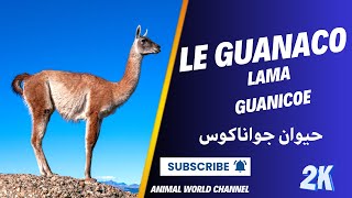 Le Guanaco  Le Trésor des Andes [upl. by Yrellav]