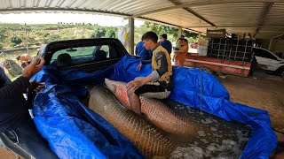 200 KG DE PEIXE MAIOR PIRARUCU QUE JÁ VI NA VIDA [upl. by Dronel]