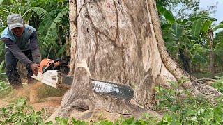 Most powerfull chainsaw‼️ Stihl ms881 cut down 3 trees fast amp easy [upl. by Hiram]