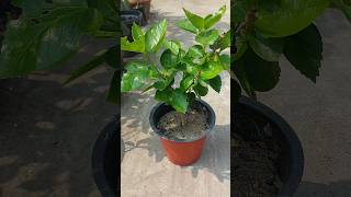 Hibiscus Plant Care Tips for Maximum Growth [upl. by Leziar]