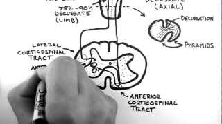 Spinal Pathways 4  Corticospinal Tract [upl. by Repohtsirhc944]