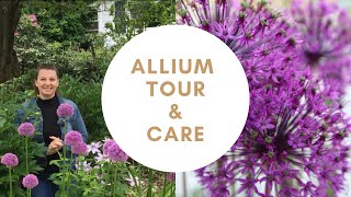 💜Allium Garden Tour  Allium Care  Y Garden 💜 [upl. by Encratis]