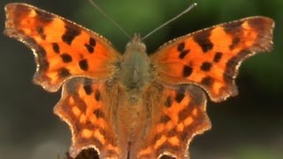 CFalter Schmetterling Polygonia calbum [upl. by Oberstone]