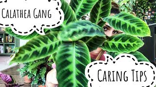 My Calathea Gang  How I take care of Calatheas [upl. by Nnaeirrac]