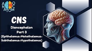 Diencephalon Part 3  EpithalamusMetathalamusSubthalamusHypothalamus [upl. by Asylem]