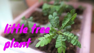 Grow biophytum sensitivum from seed  Little Tree Plant [upl. by Ahtamas]