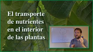 Transporte de nutrientes en las plantas [upl. by Gnok]