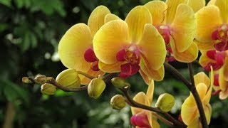 The Orchid Show 2018 [upl. by Ormsby]