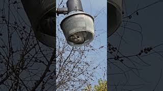 Shoot Hornet nest in light with pellet [upl. by Friederike]