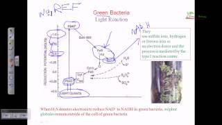 Light reaction of green bacteria [upl. by Buchbinder175]