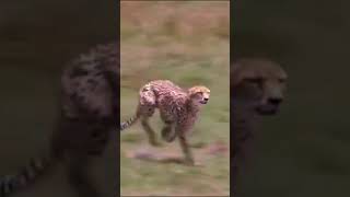 Cheetah Chasing Deer at Full Speed The Fastest Predator in Action Shorts [upl. by Kirkwood]