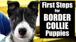 Border Collie Puppy Training  10 Skills To TEACH FIRST [upl. by Ennovehs675]