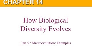 Chapter 14 Part 5 Macroevolution Examples [upl. by Pelaga259]