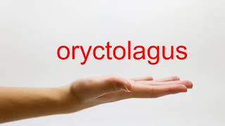 How to Pronounce oryctolagus  American English [upl. by Ringo9]