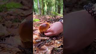 Mushroom Picking 🍄🌿 shorts mushroom fungi nature naturephotography mushroomhunting [upl. by Aterg]