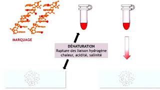 les techniques de cytogénétique partie 4 [upl. by Aiken]