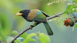 call of Great barbet 4K [upl. by Eissirhc306]