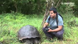 Chelonoidis donfaustoi la nueva tortuga descubierta en las islas Galápagos [upl. by Llekcir516]