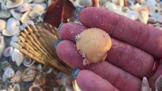 Sanibel Island Florida  Shelling in February on Vacation [upl. by Adkins333]