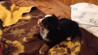 Bernese Mountain Dog puppy barking [upl. by Nnairrehs]