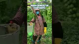 Hidden Chemicals on your Grapes [upl. by Mihe]