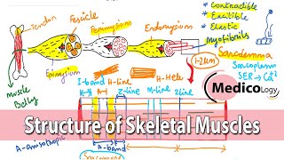 Structure of skeletal muscles Ultra structure  Muscles Part 02 [upl. by Schlicher715]