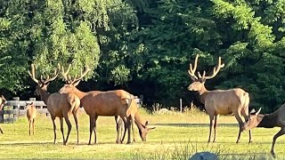 Wildlife in Packwood WA [upl. by Lyrej]