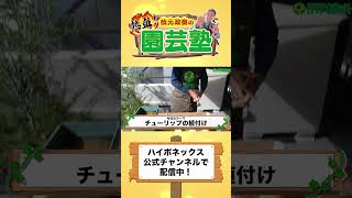 【園芸の基本】チューリップの育て方〜チューリップの球根に肥料は必要？球根に肥料を与えるメリットとは？球根の水やり、植え方もご紹介！〜【園芸塾】【ハイポネックス】 [upl. by Gnurt]