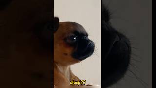 cutedog funnydogs funnyvideo [upl. by Dean]