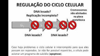 Divisão celular  Mitose em células eucarióticas animais [upl. by Rebmaed]