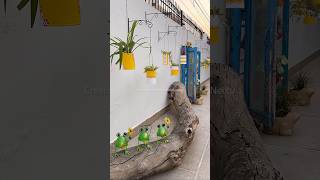 DIY Balcony Hanging planter ideas shorts ytshorts balconygarden balconymakeover diyideas [upl. by Brantley]