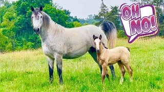 BABY HORSE GOES OUT TO PASTURE FOR THE FIRST TIME THEN… [upl. by Baillieu539]