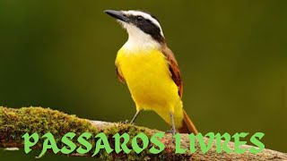 Muitos pássaros 🐦 livres na minha chácara [upl. by Yral]