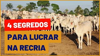 4 Segredos para TURBINAR A RECRIA NA FAZENDA [upl. by Anilem]