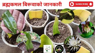 ब्रह्मकमल बिरूवाको जानकारी  How to Grow Brahmakamal Plant  AgriONNepal [upl. by Nohtanhoj]