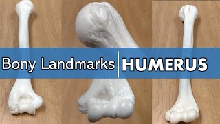 Bony Landmarks of the Humerus [upl. by Arekahs]