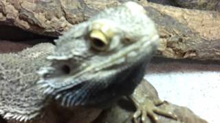 Bearded Dragon Yawning CUTE [upl. by Aholla68]