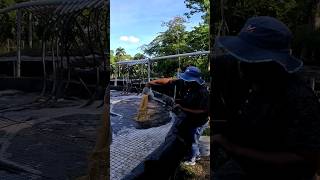 APLICANDO FERMENTO EN LOS ESTANQUES BIOFLOC TILAPIA VIRAL [upl. by Shipman562]