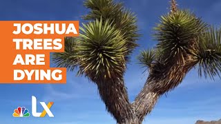 Joshua Trees Are Dying  NBCLX [upl. by Ramburt]