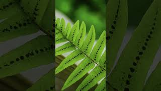 Vascular cryptogams pteridophytes pteridophyta shortsfeed shorts shortsvideo shortvideo [upl. by Eerazed889]