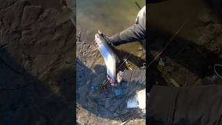 STEELHEAD FISHING ON LAKE ONTARIO TRIBUTARIES🔥🎣👌👍🏼 subscribe shorts [upl. by Pate]